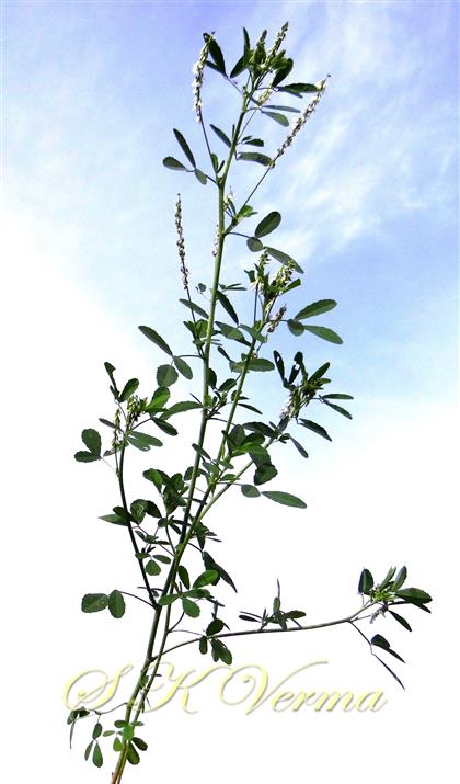 Plant